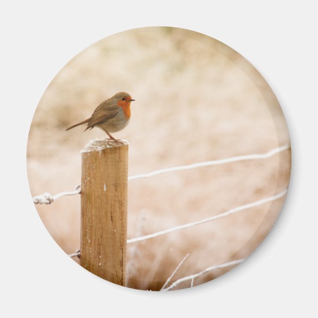 Winter Robin Redbreast Magnet (Front)