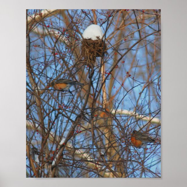 Winter Robins Snowy Nest Poster (Front)