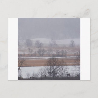 Winter Scene Cades Cove Great Smoky Mountains Postcard