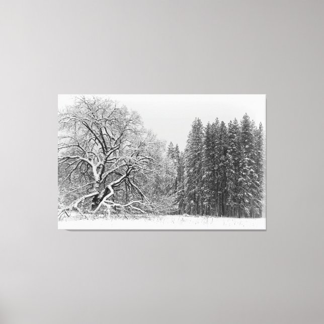 Winter Scene Canvas Print (Front)