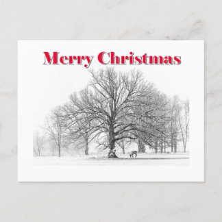 Winter Scene Christmas Card (Postcard)