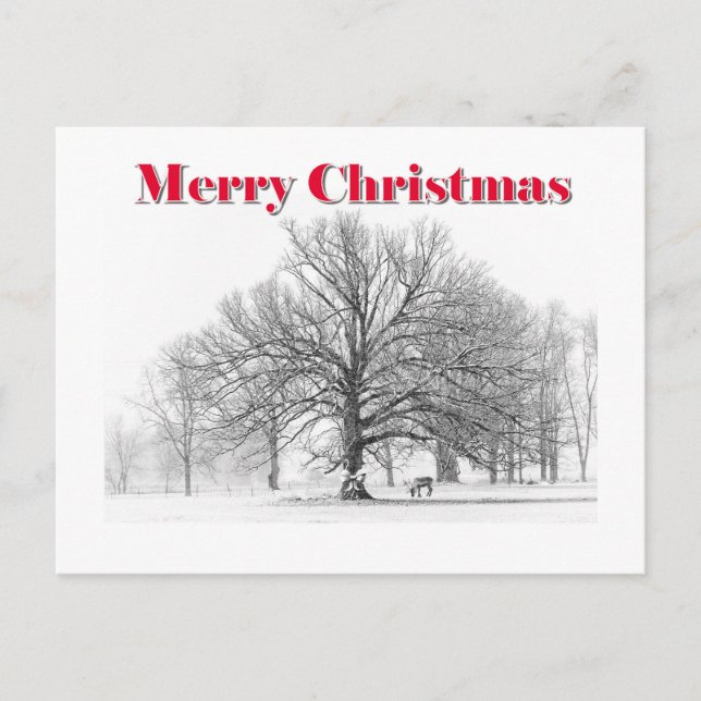 Winter Scene Christmas Card  (Postcard) (Front)