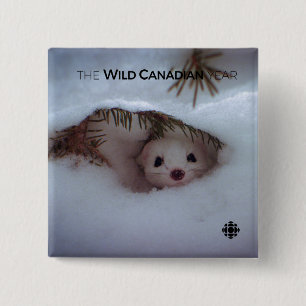 Winter - Short-Tailed Weasel 2 Inch Square Button