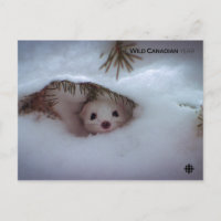 Winter - Short-Tailed Weasel