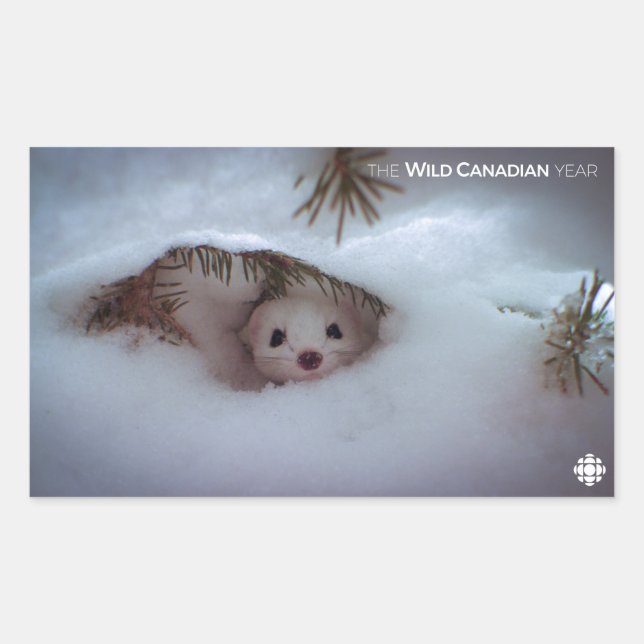 Winter - Short-Tailed Weasel Sticker (Front)