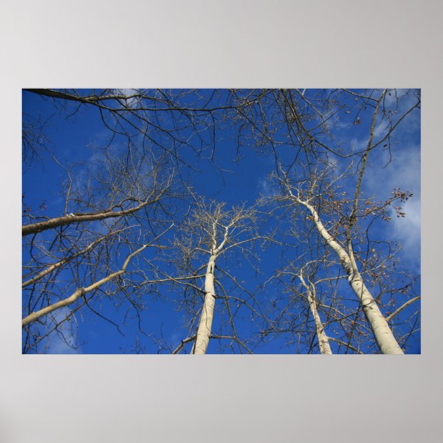 Winter sky poster (Front)