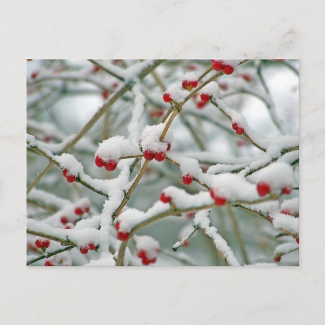 Winter Snow Berries Holiday Postcard (Front)