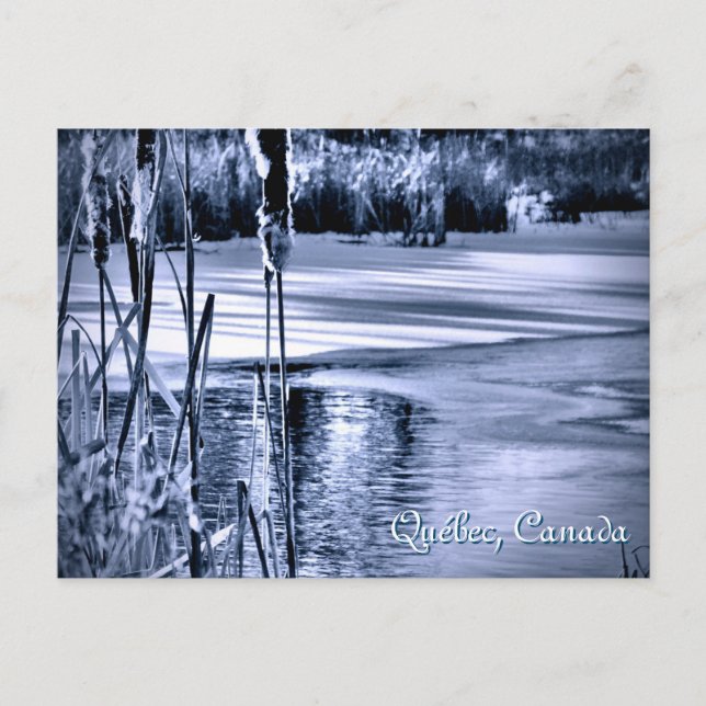 Winter Snow Blue Ice Water Ripples Cattails Postcard (Front)