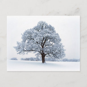 Winter Snow / Christmas Tree Holiday Postcard