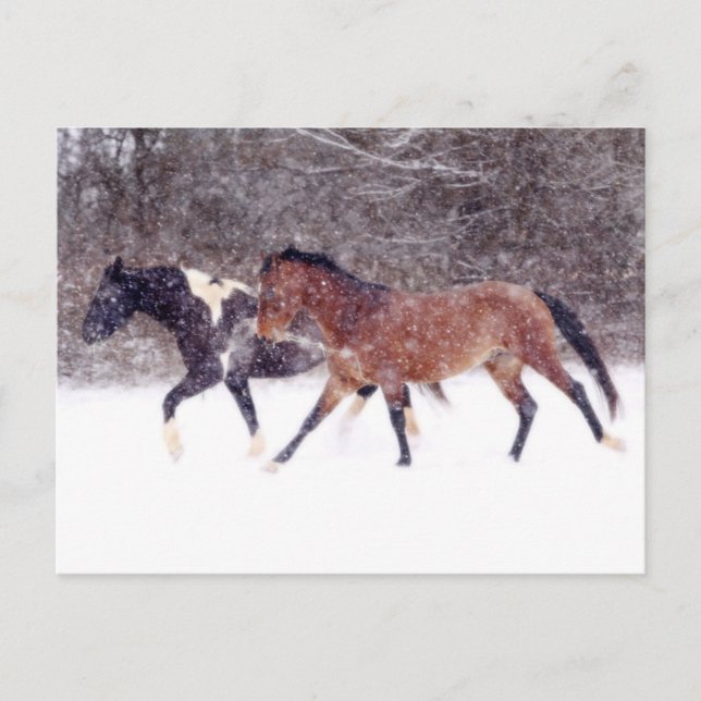 Winter Snow Horses in Barn Postcard (Front)