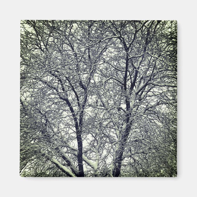 Winter Snow Tree Branches Photograph Magnet (Front)