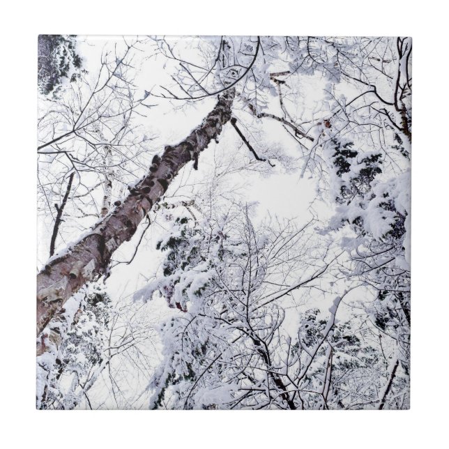 Winter Snow Trees Forest 1 Tile (Front)
