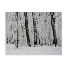 Winter Snow Trees - -