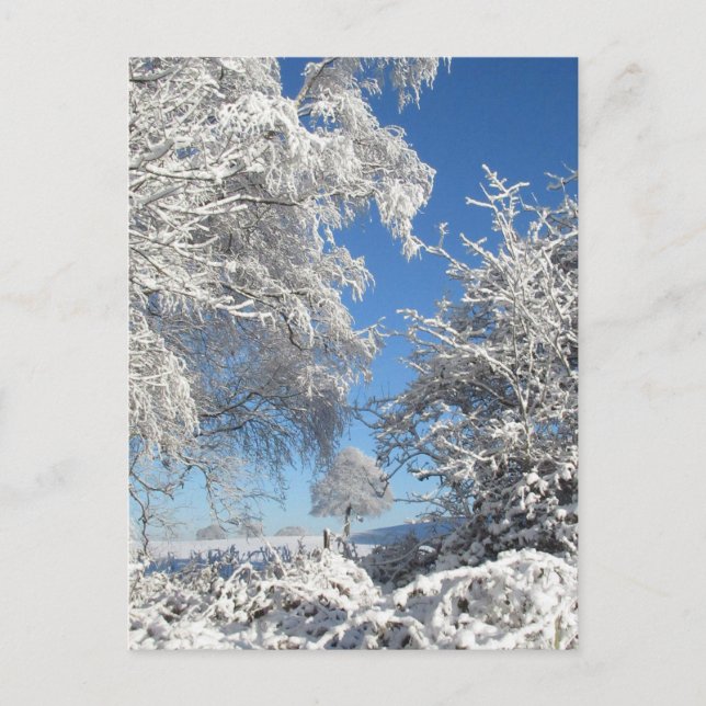 Winter Snowfall  Postcard (Front)