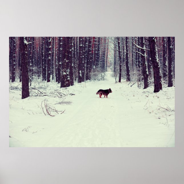 Winter snowy pine forest, dog walking in the fores poster (Front)