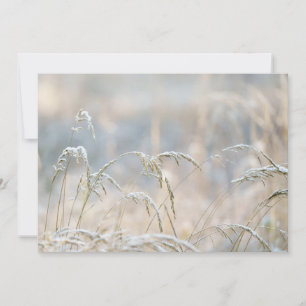 Winter Softness, first snow Holiday Card