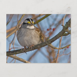Winter Sparrow Postcard