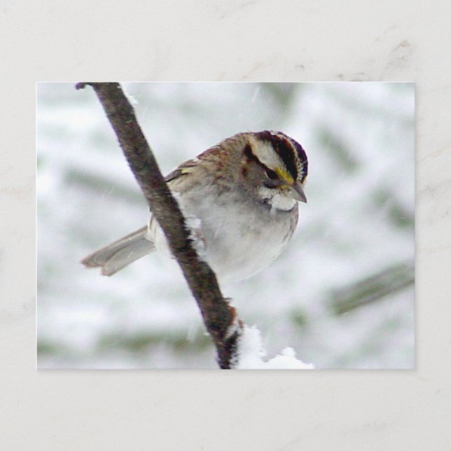 Winter Sparrow Postcard (Front)