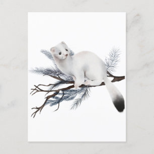 Winter Squirrel Postcard