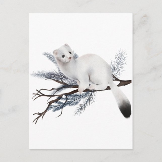 Winter Squirrel    Postcard (Front)