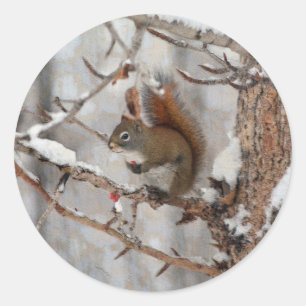 Winter Squirrel, Snow & Red Berries Xmas Design Classic Round Sticker
