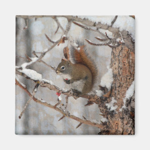 Winter Squirrel, Snow & Red Berries Xmas Design Magnet