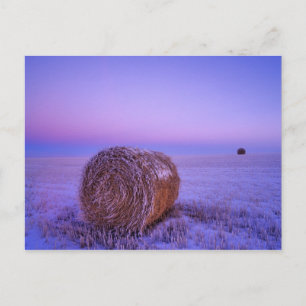 Winter Straw Bales near Cartwright North Postcard
