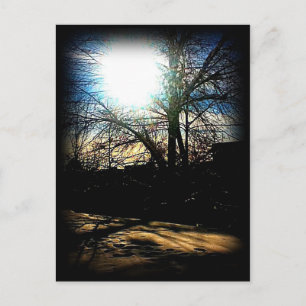 Winter Sun Postcard
