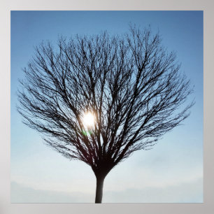 winter sun poster