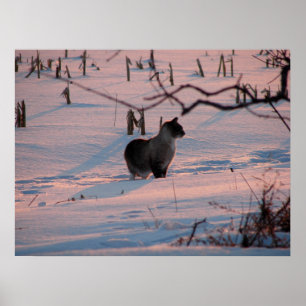 Winter Sunset Kitty in Corn Field Poster