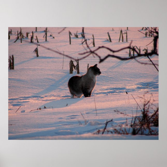 Winter Sunset Kitty in Corn Field Poster (Front)