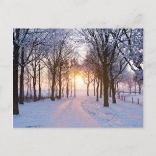 Winter Sunset Postcard