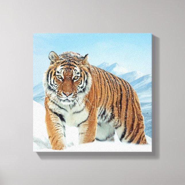 Winter Tiger Snow Mountains Nature Photo Canvas (Front)