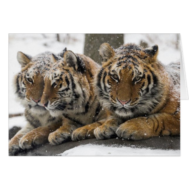 Winter Tigers Cuddle in Snow (Front Horizontal)