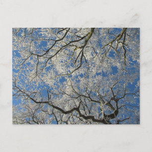 Winter Tree Canopy Postcard