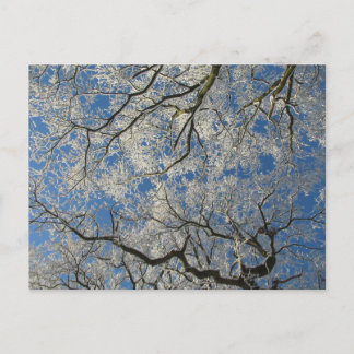 Winter Tree Canopy Postcard