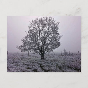 Winter Tree Landscape Postcard