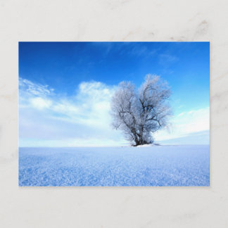 Winter tree postcard