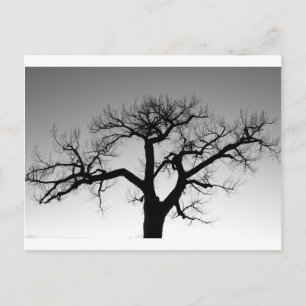Winter Tree Silhouette Postcard