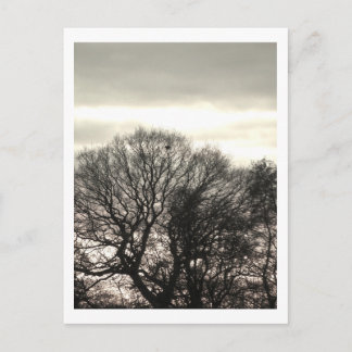 Winter Trees: Cheshire Postcard