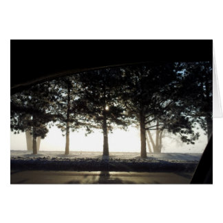 Winter Trees From Car