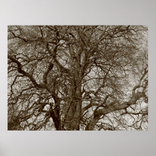 Winter Trees in Early Spring - Sepia Poster