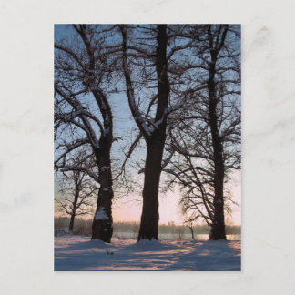 Winter trees on blue sky background postcard