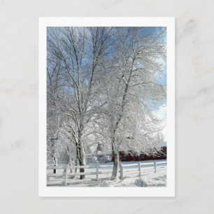 Winter trees postcard