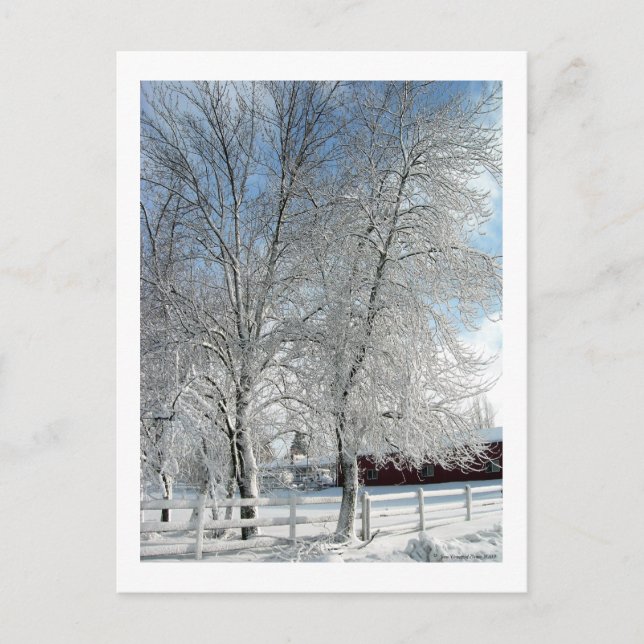 Winter trees postcard (Front)