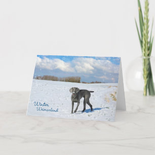 Winter Weimarland Holiday Card