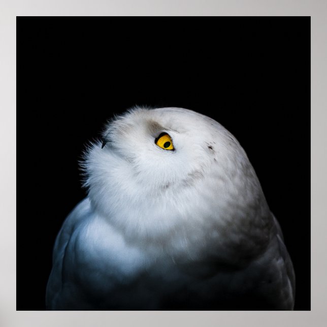 Winter White Snowy Owl Poster (Front)