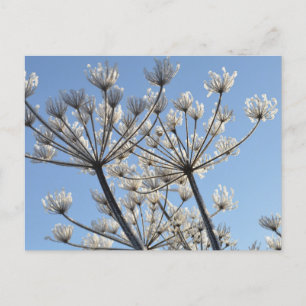 Winter Wildflowers Postcard