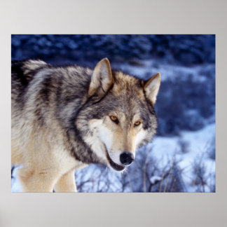 Winter Wolf 2 Poster