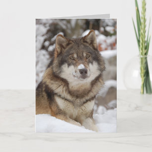 Winter Wolf Card